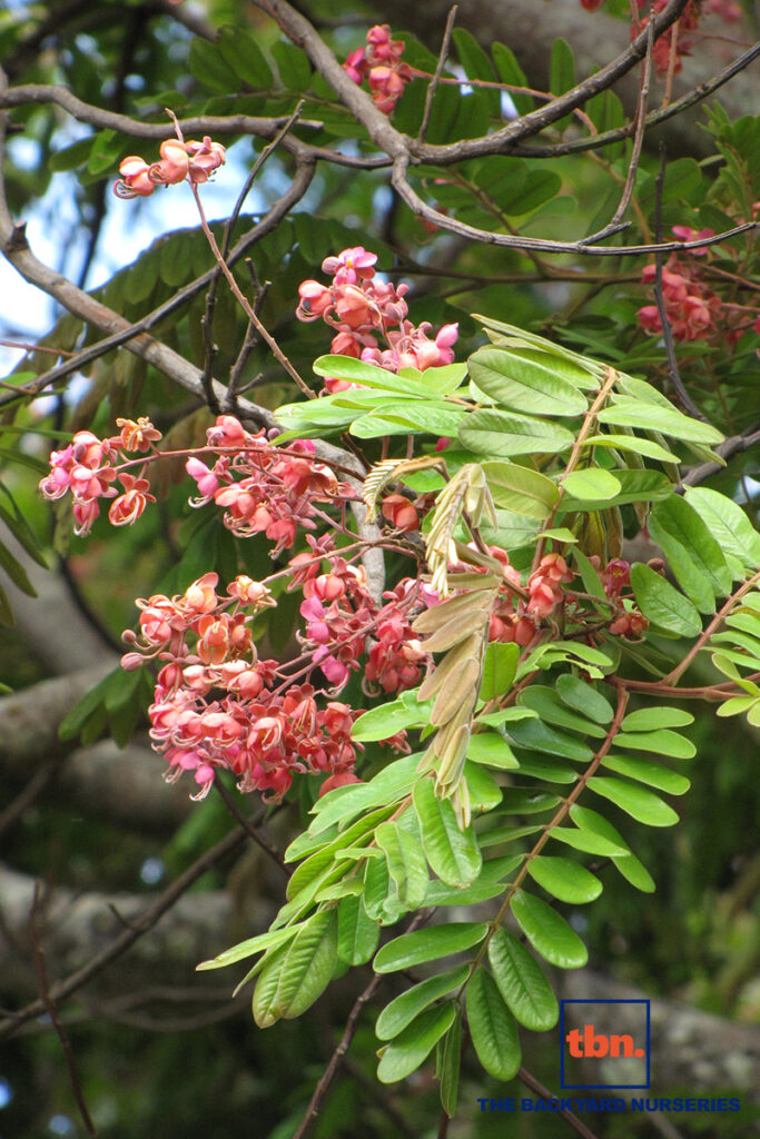 Cassia Grandis The Backyard Nurseries 