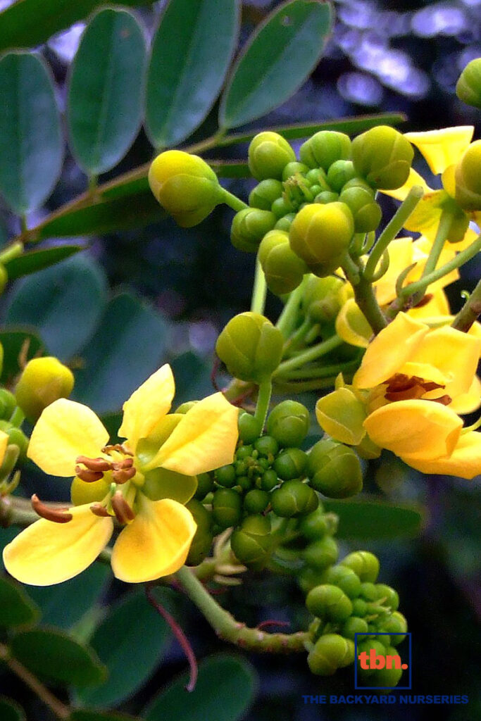 CASSIA SIAMEA - THE BACKYARD NURSERIES