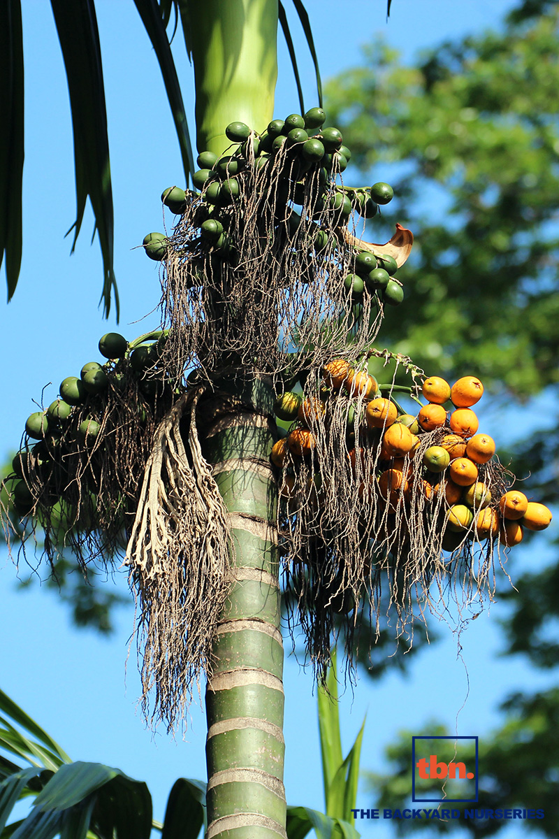 ARECA CATECHU - THE BACKYARD NURSERIES