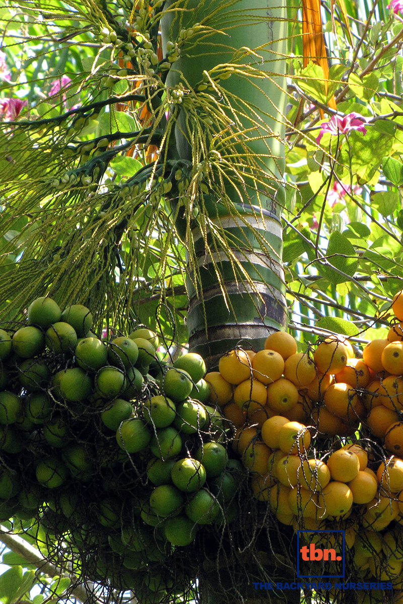 ARECA CATECHU - THE BACKYARD NURSERIES