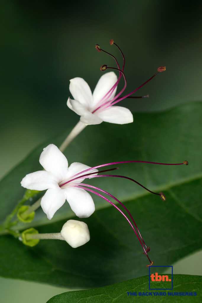 CLERODENDRUM INERME - THE BACKYARD NURSERIES